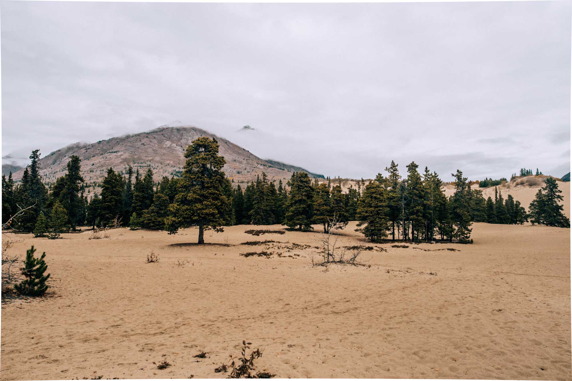 Carcross Desert in the Yukon