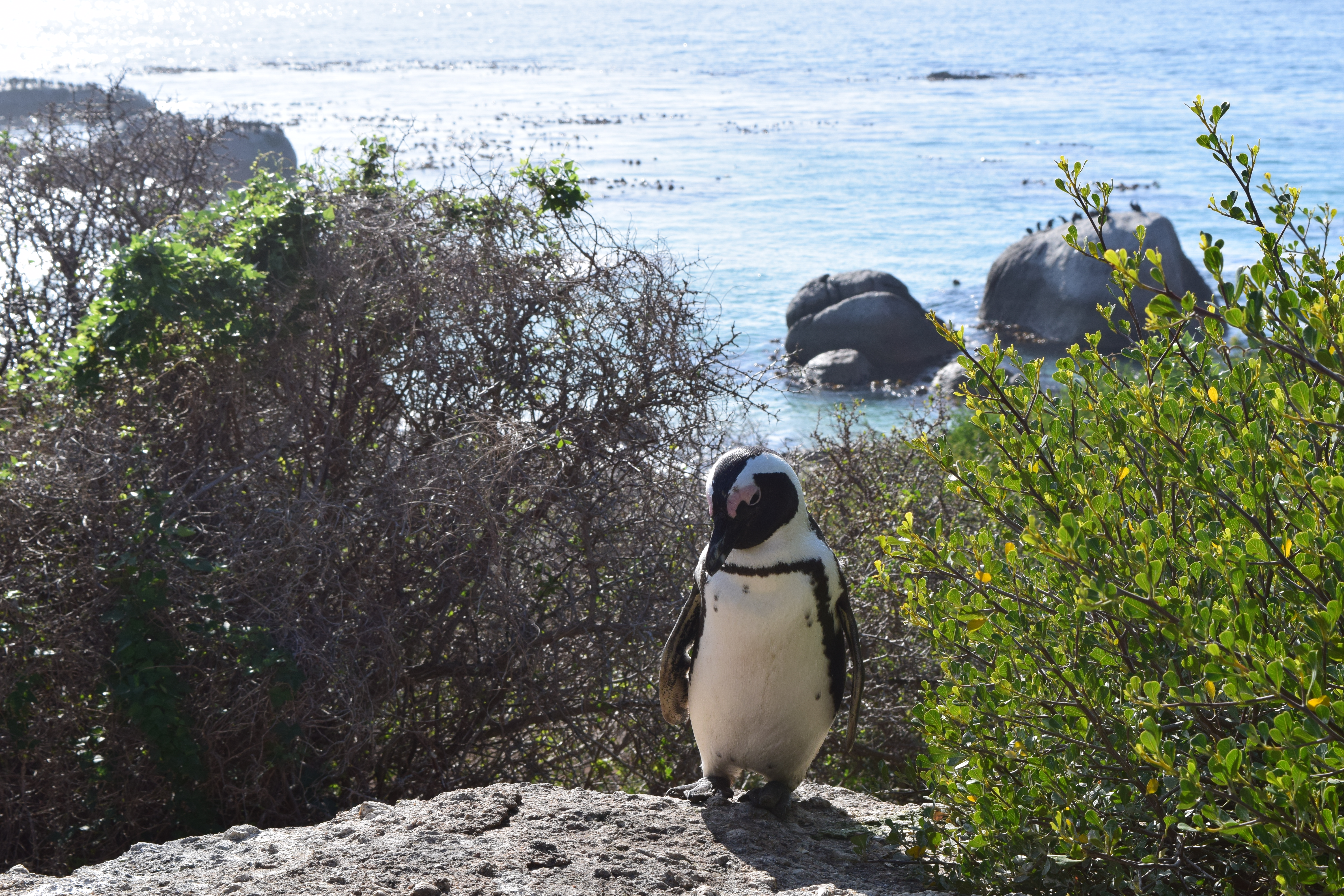 6 Days in Cape Town