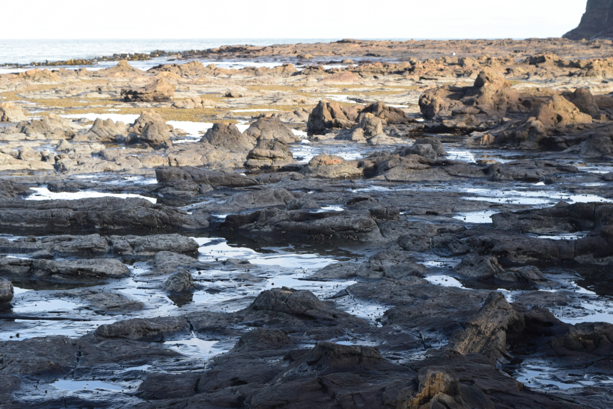 Curio Bay petrified forest Catlins New Zealand